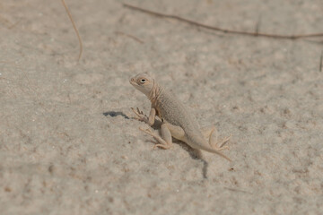 White lizard in White Sands National Park in New Mexico