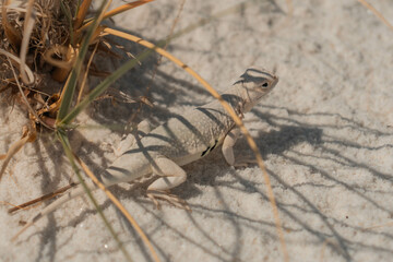White lizard in White Sands National Park in New Mexico