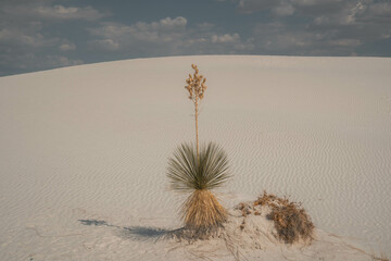 White Sands National Park in New Mexico