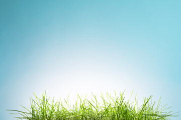 Fototapeta premium Blue sky with green grass in the foreground