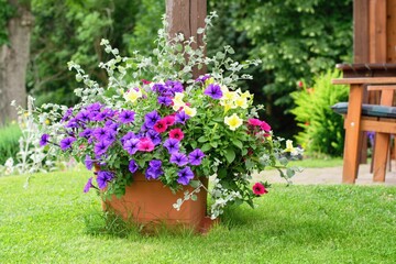 Varieties of hanging petunias and surfinia flowers in the pot. Summer garden inspiration for...