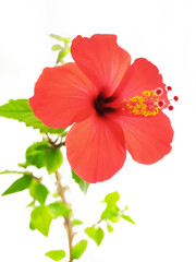 red hibiscus flower on white background
