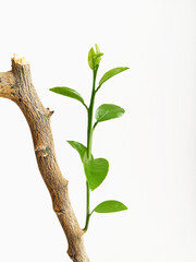 young green branch on a tree on a white background