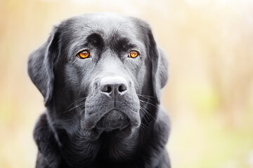 Portrait of a black labrador retriever. The young dog is one year old.