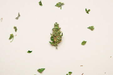 Quality outdoor marijuana, cannabis, weed buds on a white background