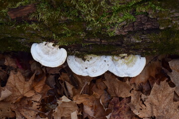 Mushrooms on birch tree in Algonquin Park