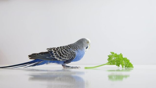 Blue and white wavy budgie feels like falling asleep while it stands near leaf of parsley. High quality 4k footage