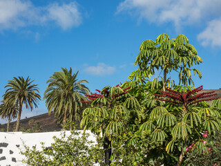 Fototapeta na wymiar Vulkaninsel Lanzarote in spanien