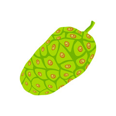 Noni fruit in flat style isolated on a white background. Morinda Citrifolia Fruit illustration. Vector illustration