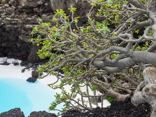 Vulkaninsel Lanzarote  in spanien