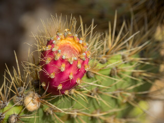 Die Kanareninsel Lanzarote in Spanien