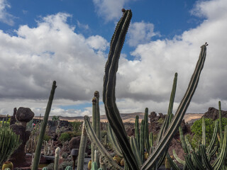 Die Insel Lanzarote in spanien