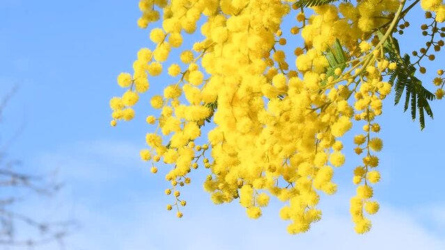 Beautiful blooming mimosa (Acacia dealbata) move in the wind on a sunny day with blue sky. selective focusing