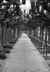 Allee