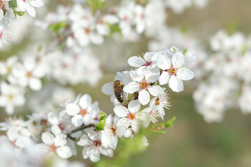 Honey Bee collecting pollen on a white flower. Honey Bee sits on a  flower. Blooming twig. Spring flowering. Small white flowers on a tree branch. Spring. Plum blossom. Spring time. 