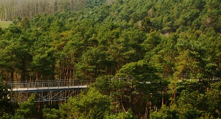 Elevated path, made possible by a metal scaffold, leading through a dense Central European forest, seen from above