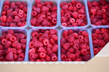 Fresh juicy raspberries in booties