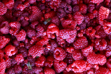 Background of beautiful juicy raspberries