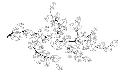 Gentle floral background from flower branches and buds, flower arrangement. Hand drawing. For stylized decor, invitations, cards, posters, flyers, backgrounds, as clipart