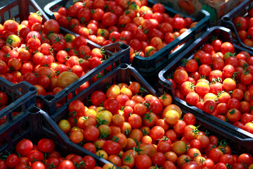 Delicious red tomatoes