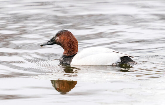 A Canvasback duck  (Aythya valisineria) freshly surfaced from a foraging dive in a Winter Lake with water droplets dripping from its body.