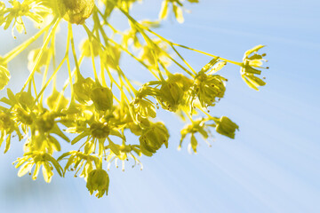 Plants shoots on a tree lighted with sun rays against clear blue sky.