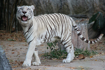 white tiger in a zoo in chiang mai (thailand)