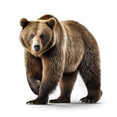 Obraz premium brown bear isolated on white background. generative ai