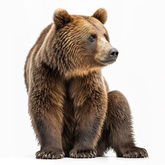 Obraz premium brown bear isolated on white background. generative ai