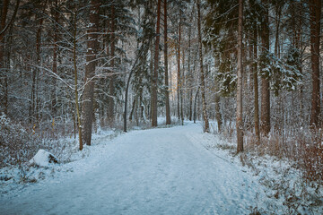 Snow winter footpath in park with. Dusk in winter forest at national park with curvy roadway. Hiking winter road in forest. Scenic winter landscape of road through the park.