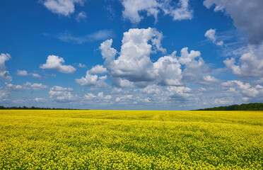 Obraz premium breathtaking view of rapeseed flowers growing in the field under a cloudy and sunny blue sky
