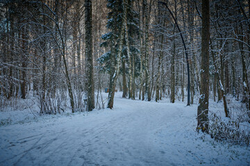Fototapeta premium Snow winter footpath in park with. Dusk in winter forest at national park with curvy roadway. Hiking winter road in forest. Scenic winter landscape of road through the park.