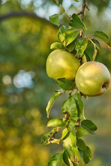 apples on a branch ready to be harvested, outdoors, selective focus