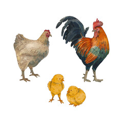 Chicken and rooster with chickens isolated on a white background. Watercolor illustration of rural birds. Cute pets. Organic farm product. Poultry farming. Suitable for packaging, design, eco, menu