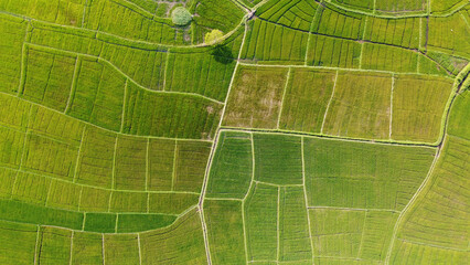 Aerial view of the green agricultural fields of rice and tea. Beautiful texture background for tourism, design and agro-industry. Tropical landscape in Asia