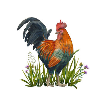 A rooster in the grass isolated on a white background. Watercolor illustration of a bright bird. Farm animals.A bright and colorful rooster. Poultry farming. Suitable for pack, design, farmer, eco