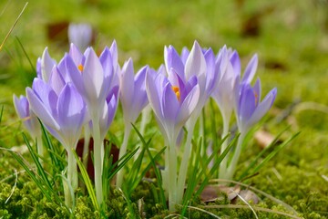 easter spring greeting card - purple crocus flowers - beautiful spring flower meadow