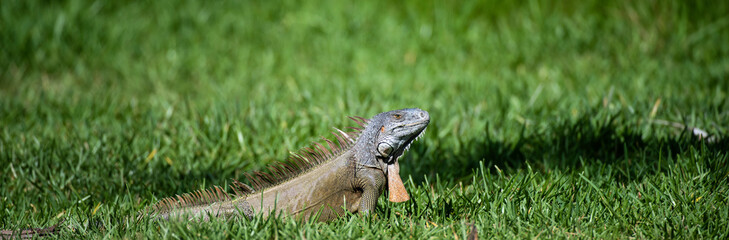 Iguana is a lizard reptile in the Iguana in the iguana family. And in the subfamily Iguanidae.