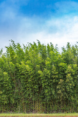 Fototapeta premium bamboo and sky