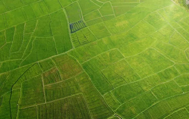 Aerial view of the green agricultural fields of rice and tea. Beautiful texture background for tourism, design and agro-industry. Tropical landscape in Asia © Payllik