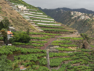 Die Insel Madeira