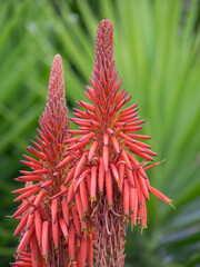 Die Insel Madeira