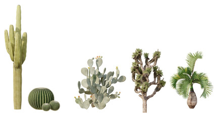 Set of view suculent Isolated on PNGs transparent background ,Use for visualization in graphic design	
