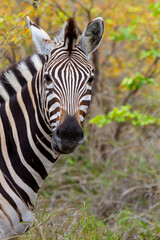 Fototapeta na wymiar Zebra Portrait