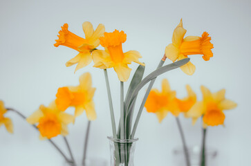 Yellow daffodils on a white background. Minimalism.