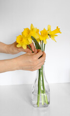 Female hands put a bouquet of daffodils in a vase