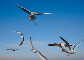 Seagulls flying near the sea, with the blue color of sky in the background