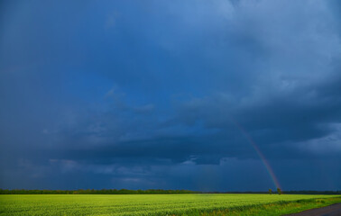 Obraz na płótnie Canvas Gloomy storm clouds over a wheat field