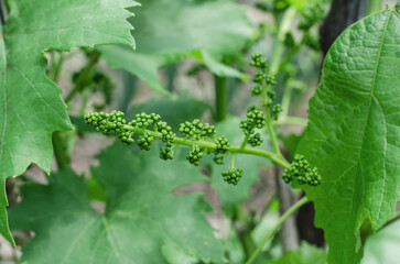 Young bunch of grapes before flowering. Flowering of grapes. Gardening concept