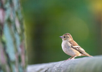 Spatz im Frühling